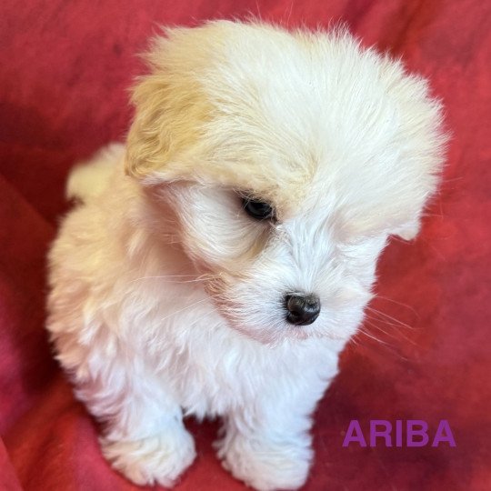 chiot Coton de tulear ARIBA à réserver Domaine de la Chantelaie