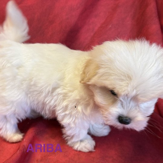 chiot Coton de tulear ARIBA à réserver Domaine de la Chantelaie