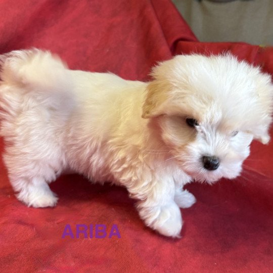 chiot Coton de tulear ARIBA à réserver Domaine de la Chantelaie