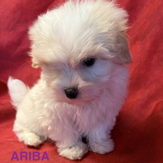 chiot Coton de tulear ARIBA à réserver Domaine de la Chantelaie