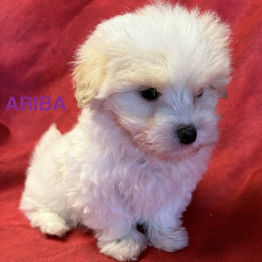 chiot Coton de tulear ARIBA à réserver Domaine de la Chantelaie
