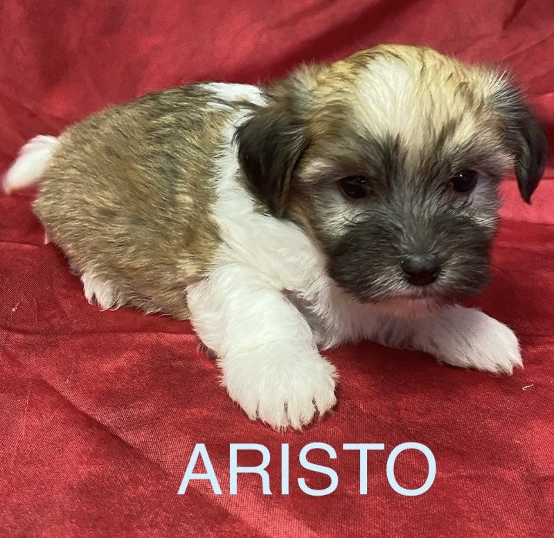 ARISTO coton tricolore à réserver Mâle Coton de tulear ARISTO coton tricolore à réserver Mâle Coton de tulear