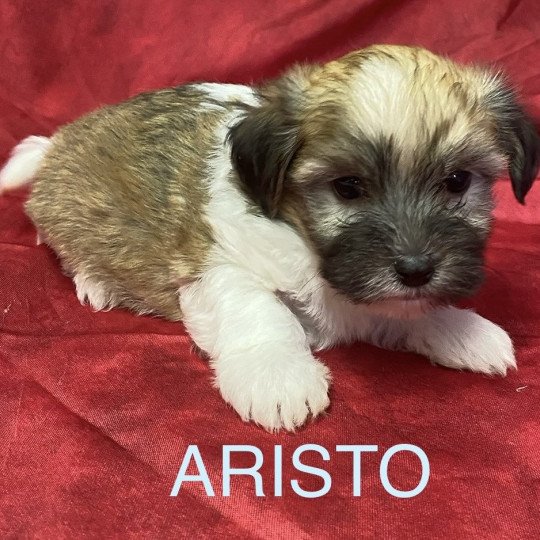 chiot Coton de tulear ARISTO coton tricolore Domaine de la Chantelaie chiot Coton de tulear ARISTO coton tricolore Domaine de la Chantelaie