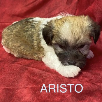 chiot Coton de tulear ARISTO coton tricolore Domaine de la Chantelaie chiot Coton de tulear ARISTO coton tricolore Domaine de la Chantelaie