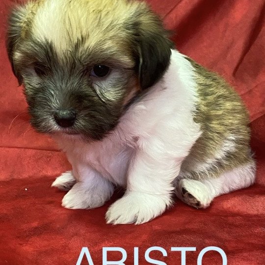 chiot Coton de tulear ARISTO coton tricolore Domaine de la Chantelaie chiot Coton de tulear ARISTO coton tricolore Domaine de la Chantelaie