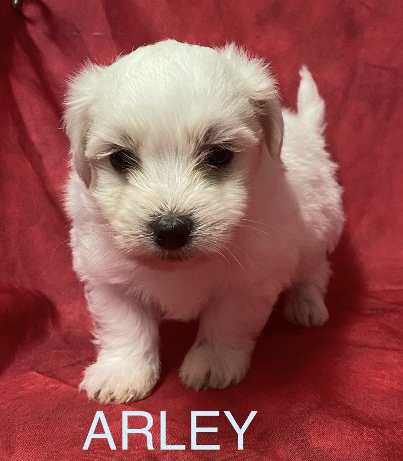 ARLEY coton blanc à réserver Mâle Coton de tulear ARLEY coton blanc à réserver Mâle Coton de tulear