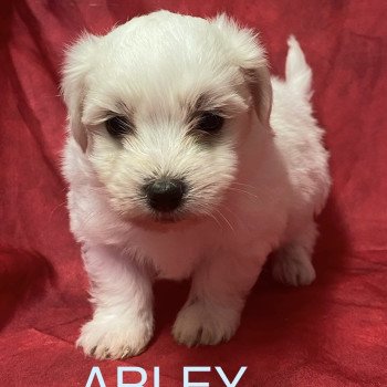 chiot Coton de tulear ARLEY coton blanc Domaine de la Chantelaie chiot Coton de tulear ARLEY coton blanc Domaine de la Chantelaie