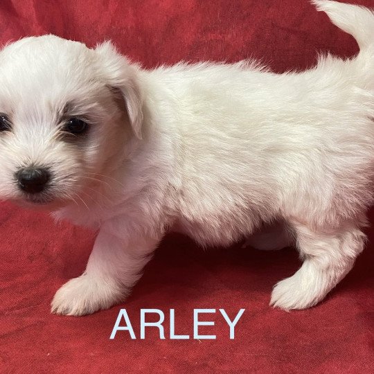 chiot Coton de tulear ARLEY coton blanc Domaine de la Chantelaie chiot Coton de tulear ARLEY coton blanc Domaine de la Chantelaie