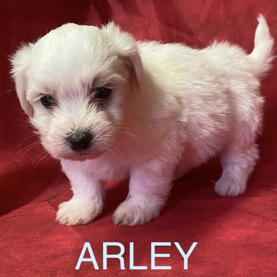chiot Coton de tulear ARLEY coton blanc Domaine de la Chantelaie chiot Coton de tulear ARLEY coton blanc Domaine de la Chantelaie