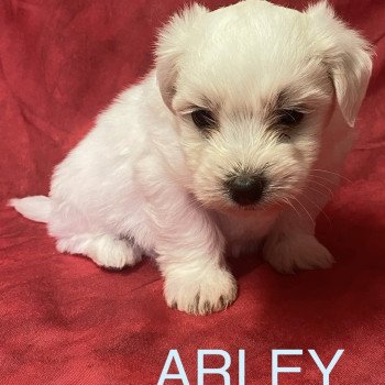 chiot Coton de tulear ARLEY coton blanc Domaine de la Chantelaie chiot Coton de tulear ARLEY coton blanc Domaine de la Chantelaie