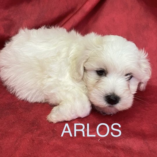 chiot Coton de tulear ARLOS coton de tuléar à réserver Domaine de la Chantelaie