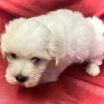 chiot Coton de tulear ARLOS coton de tuléar à réserver Domaine de la Chantelaie chiot Coton de tulear ARLOS coton de tuléar à réserver Domaine de la Chantelaie