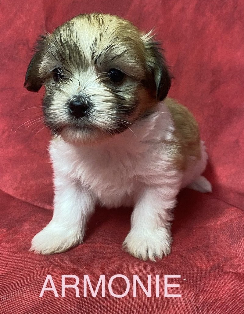ARMONIE coton tricolore RÉSERVÉE Femelle Coton de tulear ARMONIE coton tricolore RÉSERVÉE Femelle Coton de tulear