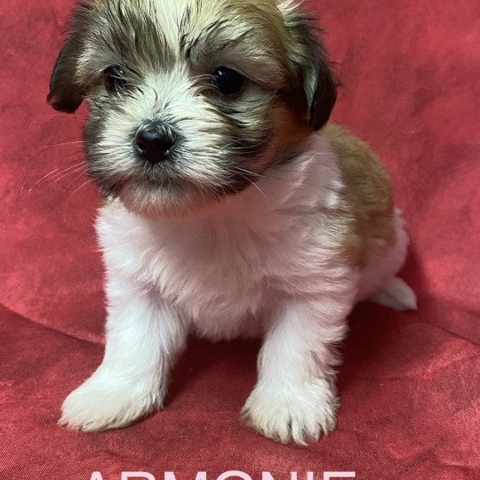 chiot Coton de tulear ARMONIE coton tricolore Domaine de la Chantelaie chiot Coton de tulear ARMONIE coton tricolore Domaine de la Chantelaie