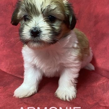 chiot Coton de tulear ARMONIE coton tricolore Domaine de la Chantelaie chiot Coton de tulear ARMONIE coton tricolore Domaine de la Chantelaie