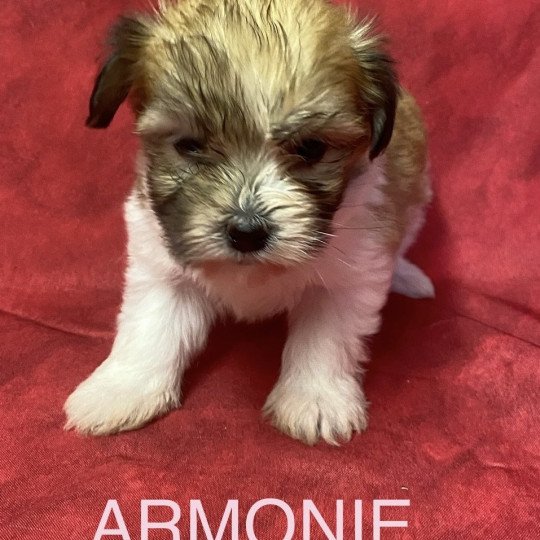 chiot Coton de tulear ARMONIE coton tricolore Domaine de la Chantelaie chiot Coton de tulear ARMONIE coton tricolore Domaine de la Chantelaie