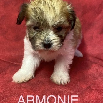 chiot Coton de tulear ARMONIE coton tricolore Domaine de la Chantelaie chiot Coton de tulear ARMONIE coton tricolore Domaine de la Chantelaie