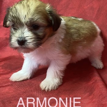 chiot Coton de tulear ARMONIE coton tricolore Domaine de la Chantelaie chiot Coton de tulear ARMONIE coton tricolore Domaine de la Chantelaie
