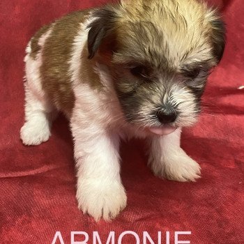 chiot Coton de tulear ARMONIE coton tricolore Domaine de la Chantelaie chiot Coton de tulear ARMONIE coton tricolore Domaine de la Chantelaie