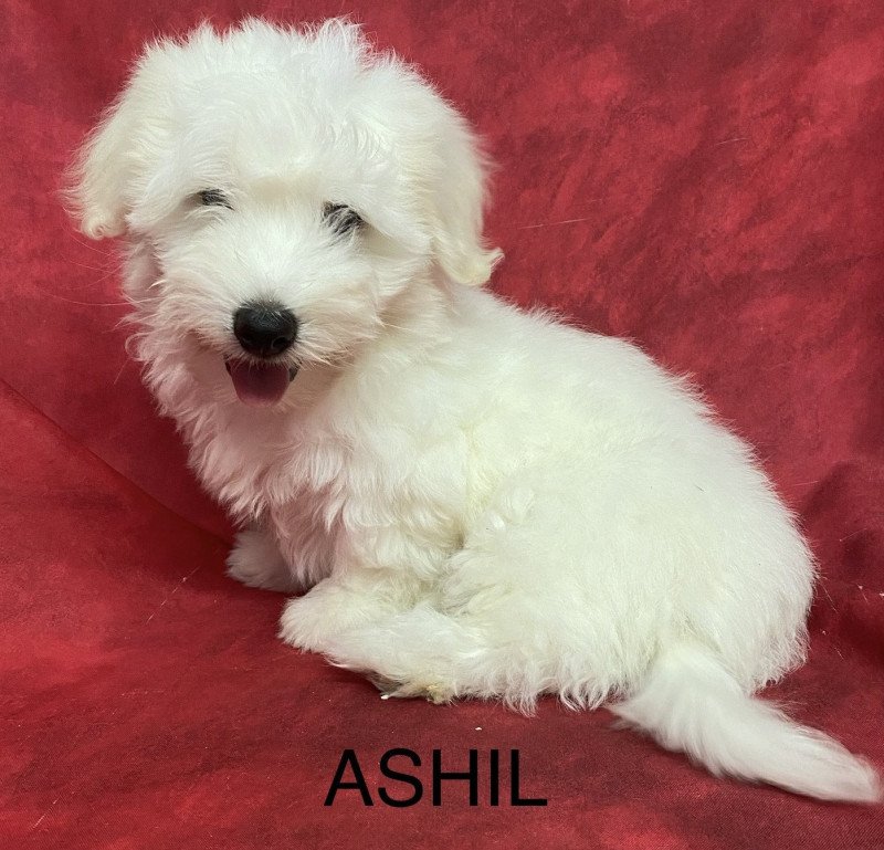 ASHIL coton Mâle Coton de tulear