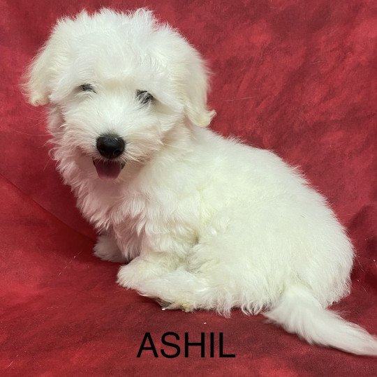 chiot Coton de tulear ASHIL coton Domaine de la Chantelaie