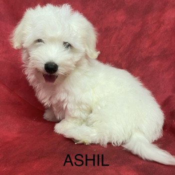 chiot Coton de tulear ASHIL coton Domaine de la Chantelaie chiot Coton de tulear ASHIL coton Domaine de la Chantelaie