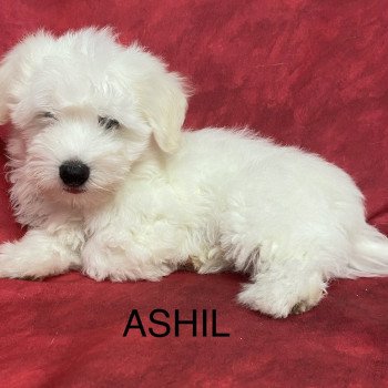 chiot Coton de tulear ASHIL coton Domaine de la Chantelaie chiot Coton de tulear ASHIL coton Domaine de la Chantelaie