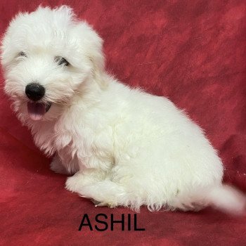 chiot Coton de tulear ASHIL coton Domaine de la Chantelaie chiot Coton de tulear ASHIL coton Domaine de la Chantelaie