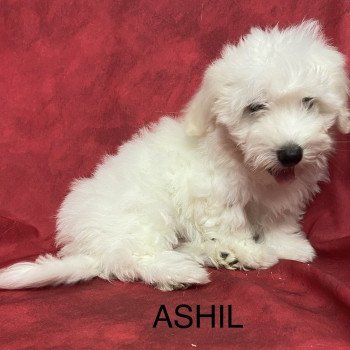 chiot Coton de tulear ASHIL coton Domaine de la Chantelaie chiot Coton de tulear ASHIL coton Domaine de la Chantelaie