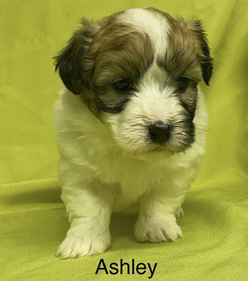 ASHLEY coton à réserver Femelle Coton de tulear