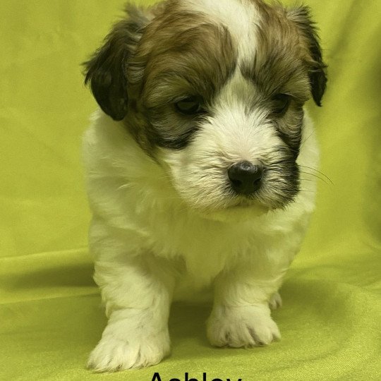 chiot Coton de tulear ASHLEY coton à réserver Domaine de la Chantelaie