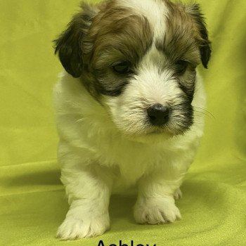 chiot Coton de tulear ASHLEY coton à réserver Domaine de la Chantelaie