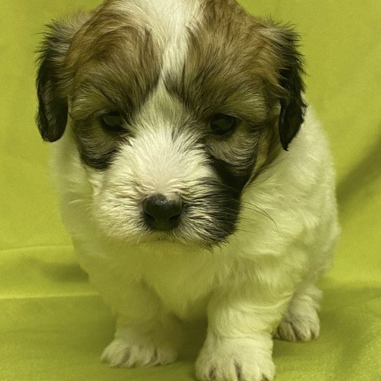 chiot Coton de tulear ASHLEY coton à réserver Domaine de la Chantelaie