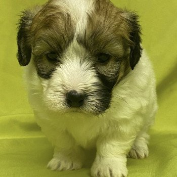 chiot Coton de tulear ASHLEY coton à réserver Domaine de la Chantelaie
