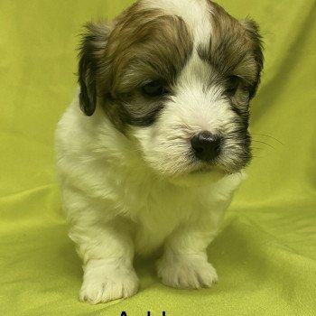 chiot Coton de tulear ASHLEY coton à réserver Domaine de la Chantelaie
