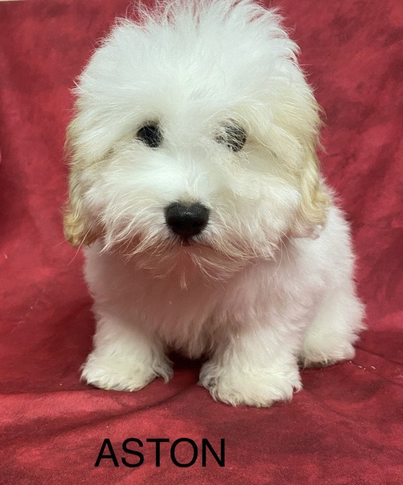 ASTON coton Mâle Coton de tulear