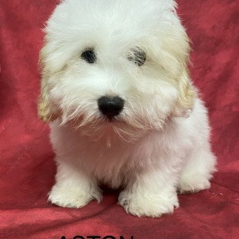 chiot Coton de tulear ASTON coton Domaine de la Chantelaie chiot Coton de tulear ASTON coton Domaine de la Chantelaie