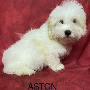 chiot Coton de tulear ASTON coton Domaine de la Chantelaie chiot Coton de tulear ASTON coton Domaine de la Chantelaie