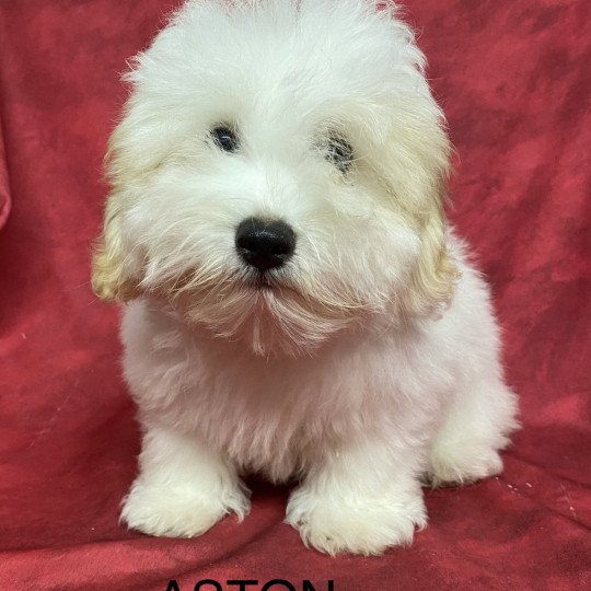 chiot Coton de tulear ASTON coton Domaine de la Chantelaie