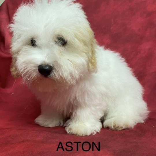 chiot Coton de tulear ASTON coton Domaine de la Chantelaie