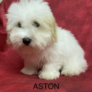 chiot Coton de tulear ASTON coton Domaine de la Chantelaie chiot Coton de tulear ASTON coton Domaine de la Chantelaie