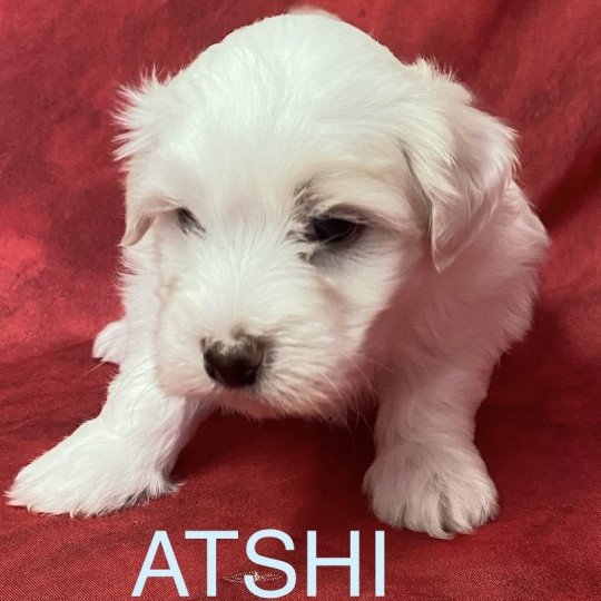 ATCHI Coton à réserver Mâle Coton de tulear