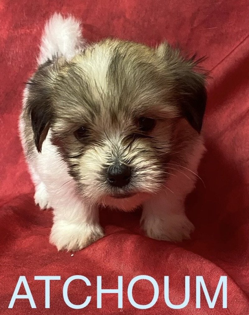 ATCHOUM coton tricolore Mâle Coton de tulear ATCHOUM coton tricolore Mâle Coton de tulear