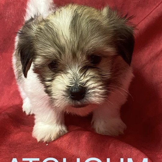 chiot Coton de tulear ATCHOUM coton tricolore Domaine de la Chantelaie chiot Coton de tulear ATCHOUM coton tricolore Domaine de la Chantelaie