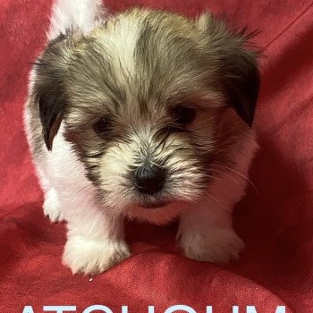 chiot Coton de tulear ATCHOUM coton tricolore Domaine de la Chantelaie chiot Coton de tulear ATCHOUM coton tricolore Domaine de la Chantelaie