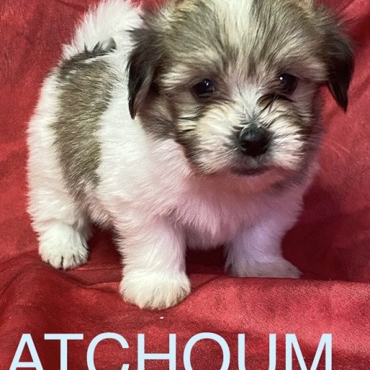 chiot Coton de tulear ATCHOUM coton tricolore Domaine de la Chantelaie chiot Coton de tulear ATCHOUM coton tricolore Domaine de la Chantelaie
