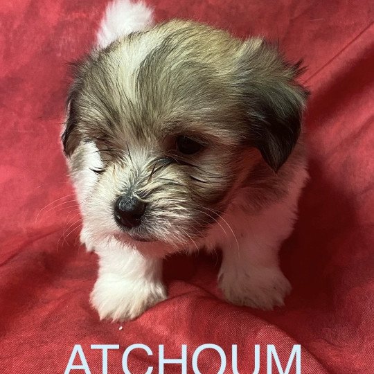 chiot Coton de tulear ATCHOUM coton tricolore Domaine de la Chantelaie chiot Coton de tulear ATCHOUM coton tricolore Domaine de la Chantelaie
