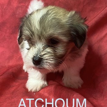 chiot Coton de tulear ATCHOUM coton tricolore Domaine de la Chantelaie chiot Coton de tulear ATCHOUM coton tricolore Domaine de la Chantelaie