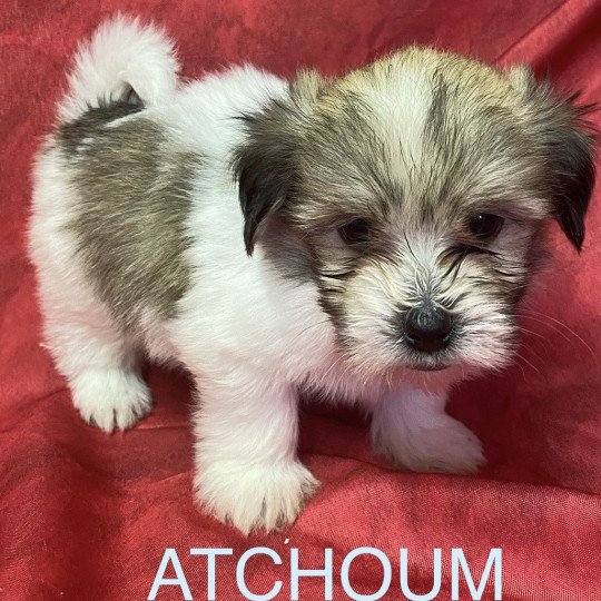 chiot Coton de tulear ATCHOUM coton tricolore Domaine de la Chantelaie chiot Coton de tulear ATCHOUM coton tricolore Domaine de la Chantelaie