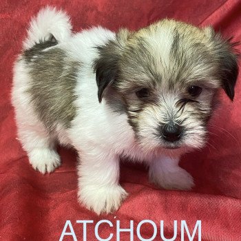 chiot Coton de tulear ATCHOUM coton tricolore Domaine de la Chantelaie chiot Coton de tulear ATCHOUM coton tricolore Domaine de la Chantelaie
